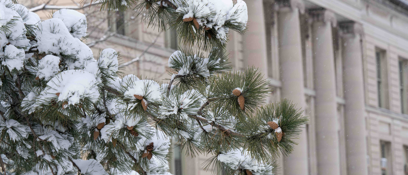 Snow on the branches of a conifer tree with the Old Capitol in the background
