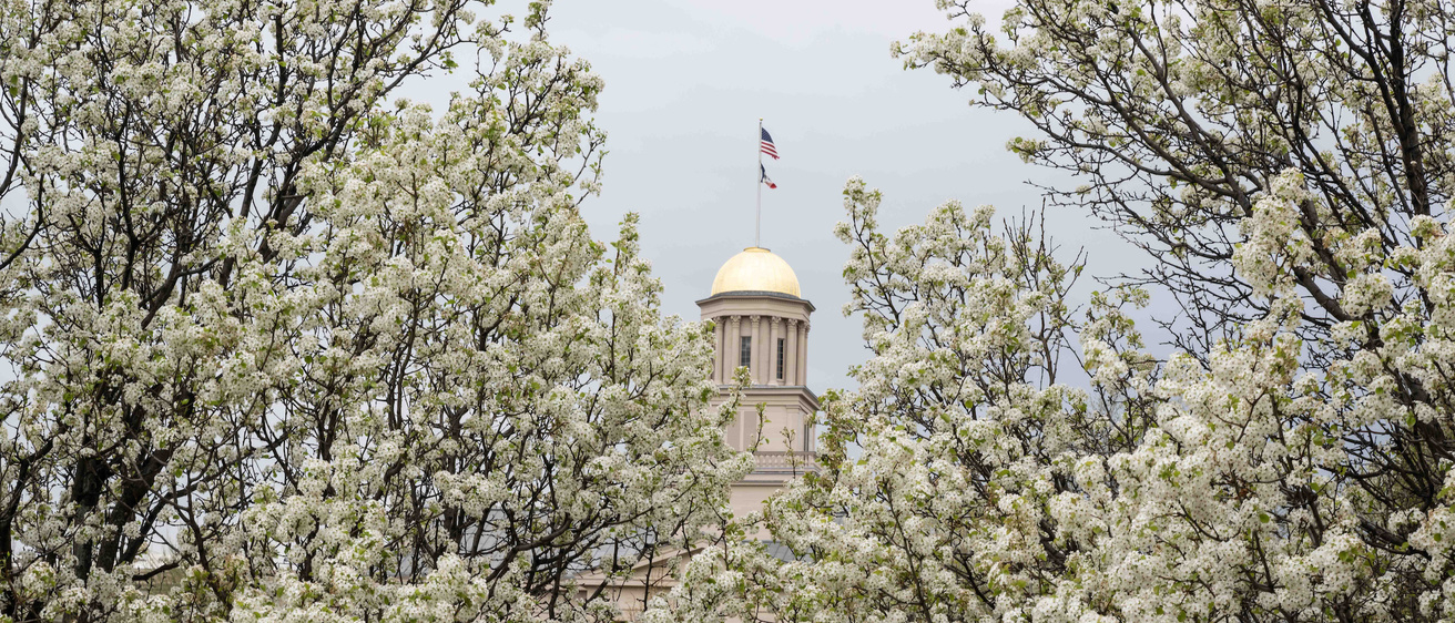 The Old Capitol dome surrounded by blooming trees with white flower buds.