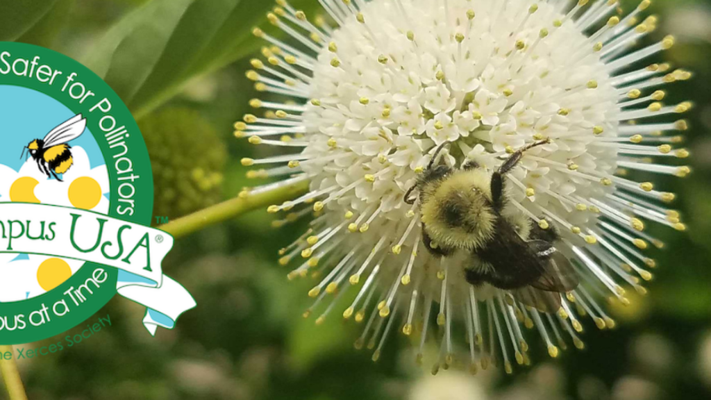 A bee on a flower featuring the Bee Campus USA badge